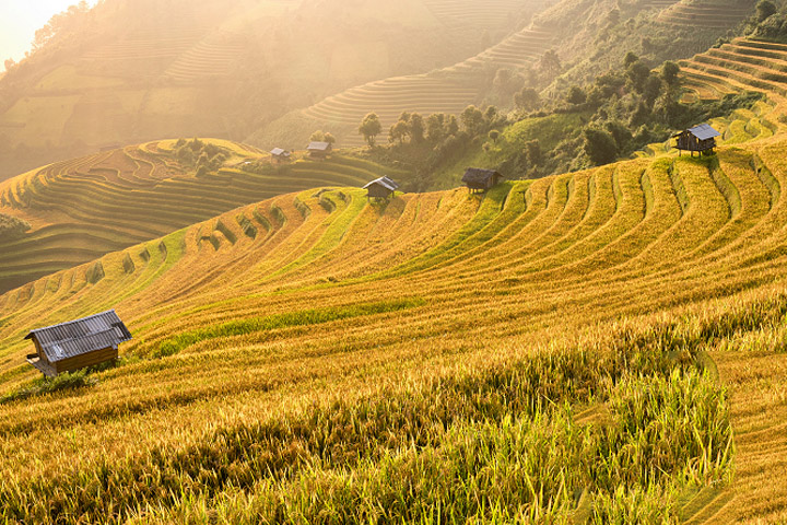 sapa